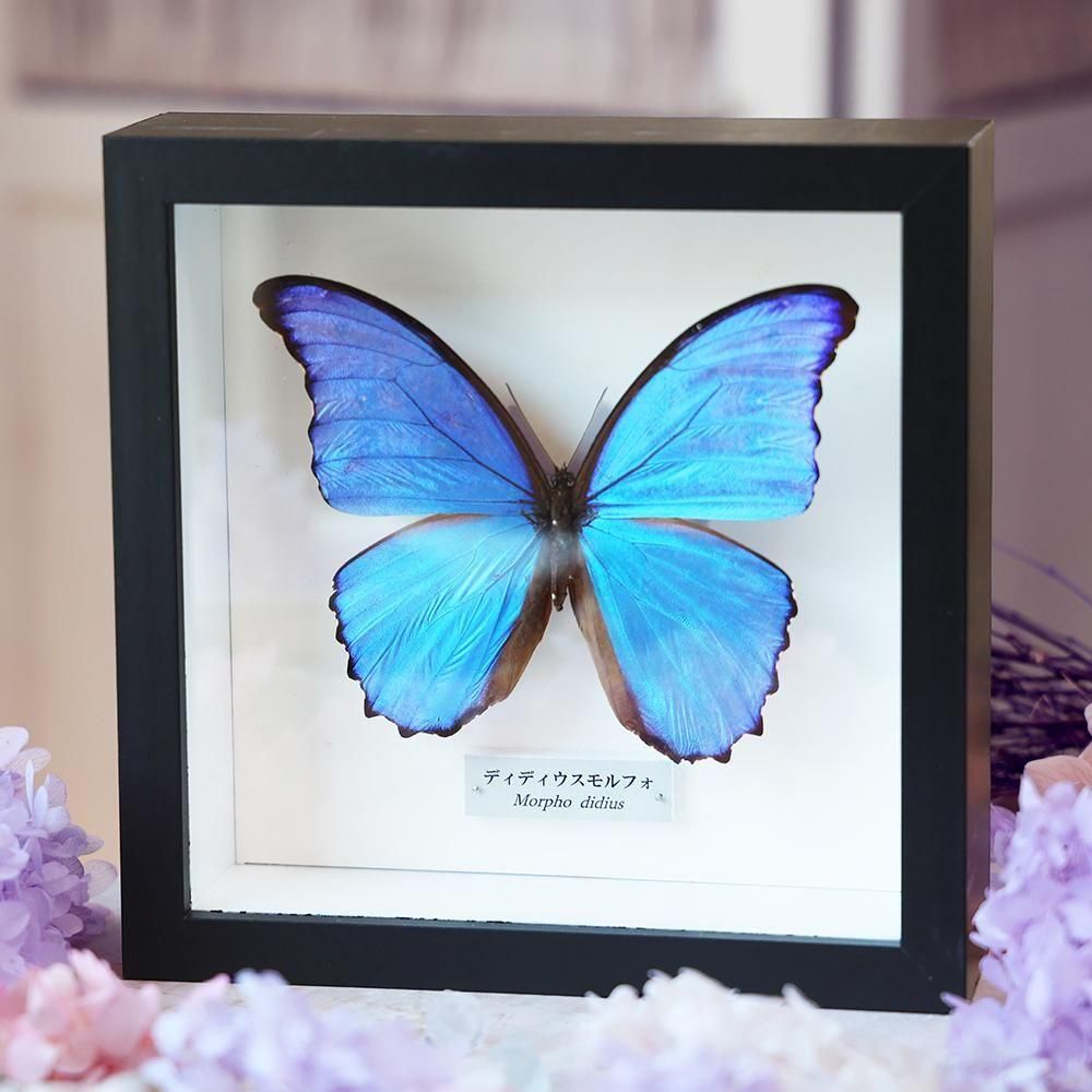 モルフォ蝶標本 - 海福雑貨通販部