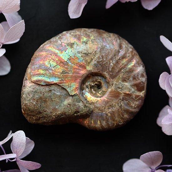 化石 - 海福雑貨通販部