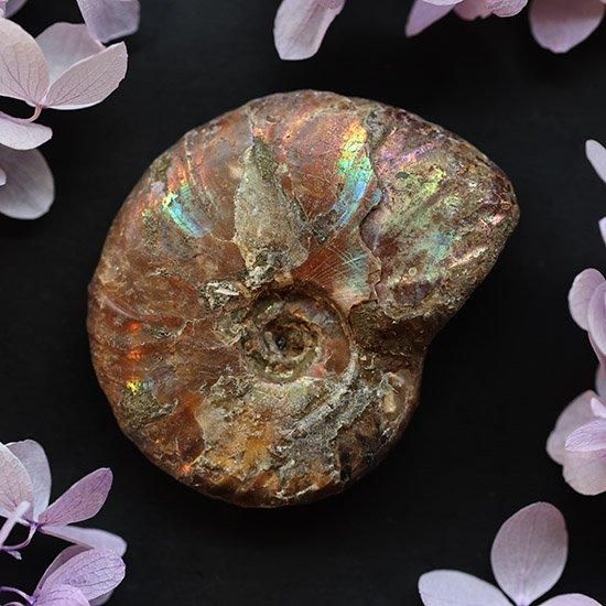 アンモナイト化石 - 海福雑貨通販部