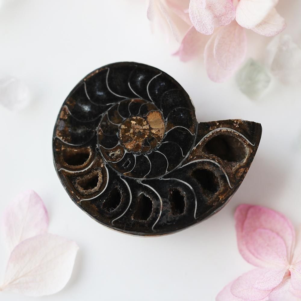 アンモナイト化石（スライス・黒）- 海福雑貨通販部
