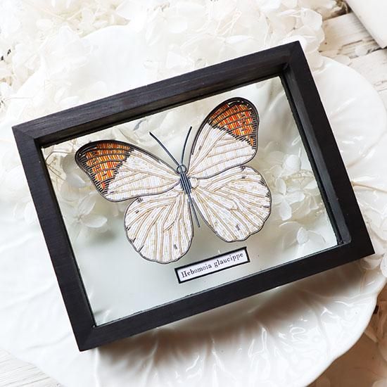 蝶標本【Hebomoia glaucippe】 - 海福雑貨通販部