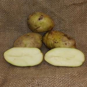 1 lb Russet Burbank Certified Seed Potato