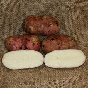 1 lb Russet Burbank Certified Seed Potato