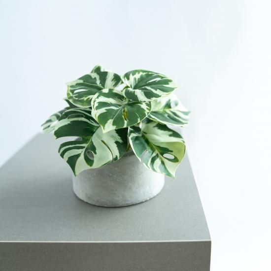 斑入りモンステラのミニコンクリートポット【フェイクグリーン