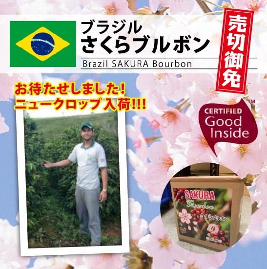 ブラジル さくらブルボン（Brazil SAKURA Bourbon ）| 春の風物詩を