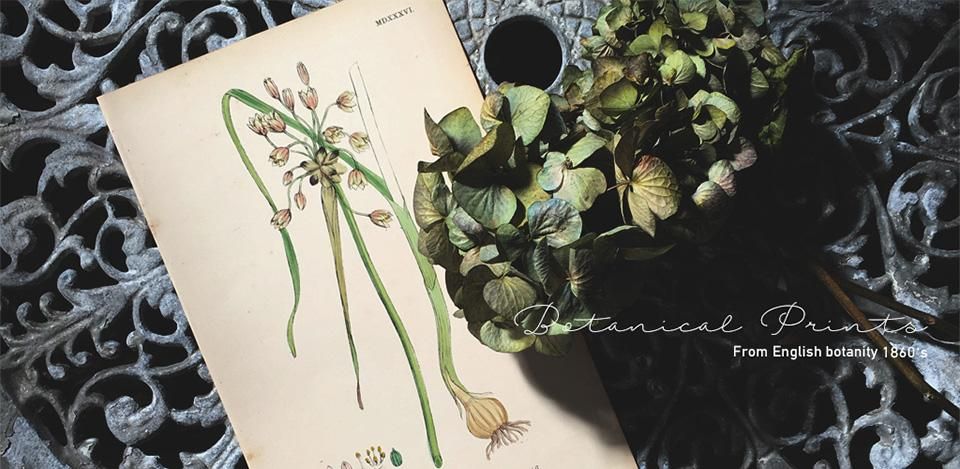 イギリス アンティーク ボタニカルアート/植物画 石版画 (John Edward