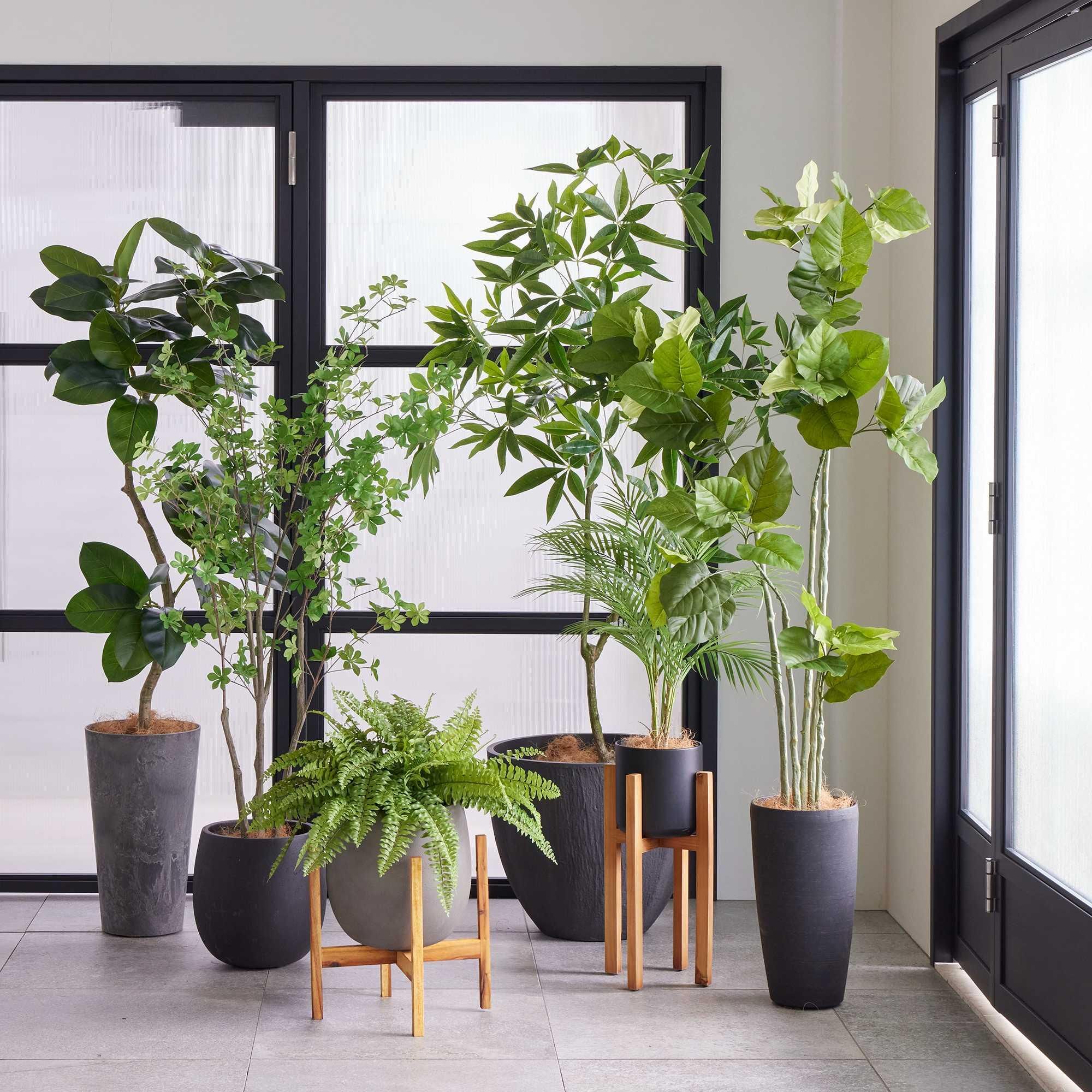 ゴムリーフの観葉植物 フェイクグリーン | 造花専門店プリマ