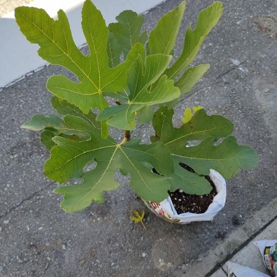 アブラヤ農園 】イチジク品種Black Madeiraの販売ページ