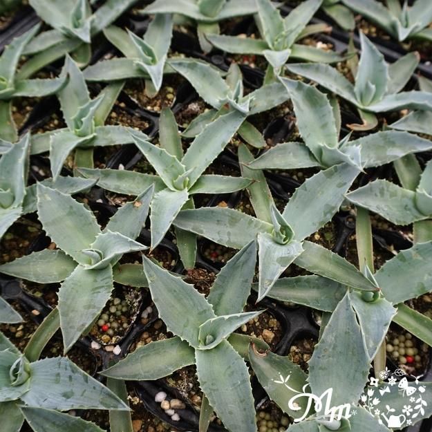 際立つ葉の青さが魅力】Agave ovatifolia 'Frosty Blue'(アガベ オバ