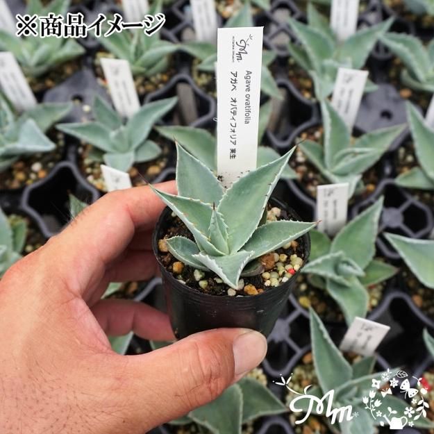 実生苗(実生株)】Agave obatifolia(アガベ オバティフォリア)6㎝ポット苗