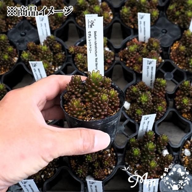 Sedum rubrotinctum 'Red Berry'(セダム レッドベリー)6㎝ポット[多肉