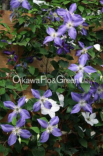 クレマチス専門ナーセリー 及川フラグリーン ブルー・ブルー