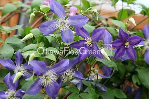 クレマチス専門ナーセリー 及川フラグリーン ブルー・ブルー