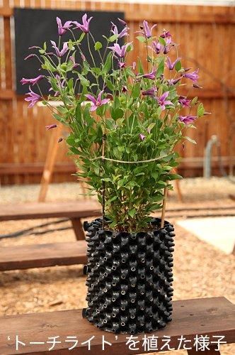 クレマチス専門ナーセリー 及川フラグリーン ルートプラスポット 7号鉢