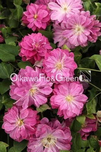 クレマチス専門ナーセリー 及川フラグリーン ラナ