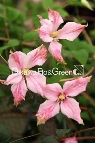 クレマチス専門ナーセリー 及川フラグリーン ピンク・テイラー