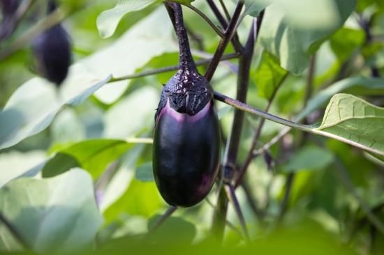 立仙農園】うちのなす1.5kg - 土佐香南まるごと旨市