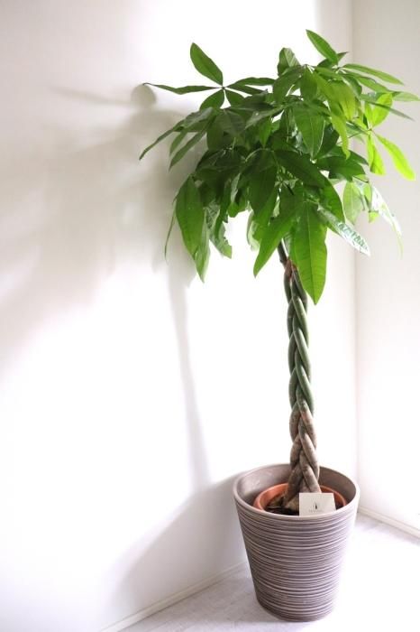 移転祝いに観葉植物 パキラ Light brown（エコ素材の軽い鉢カバー付き