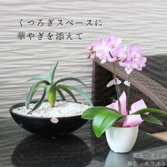 リ・アン胡蝶蘭 2本立 リトルラッピング - 胡蝶蘭専門店 Lian