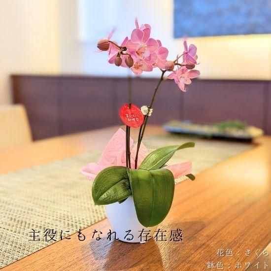 リ・アン胡蝶蘭 2本立 リトルラッピング - 胡蝶蘭専門店 Lian