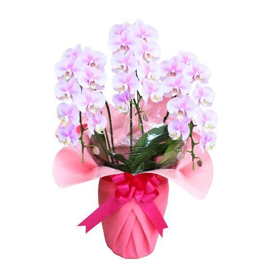 ミディ胡蝶蘭 シャイニーピンク 3本立 ロングWAVE鉢 - 胡蝶蘭専門店 Lian