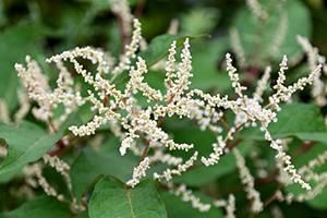 イオニスジェルウォーター（FTWフィオーラ専用）-イミュテラス通販