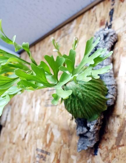 ビカクシダ リドレイ | 大型コルク付 - 観葉植物・多肉植物の販売