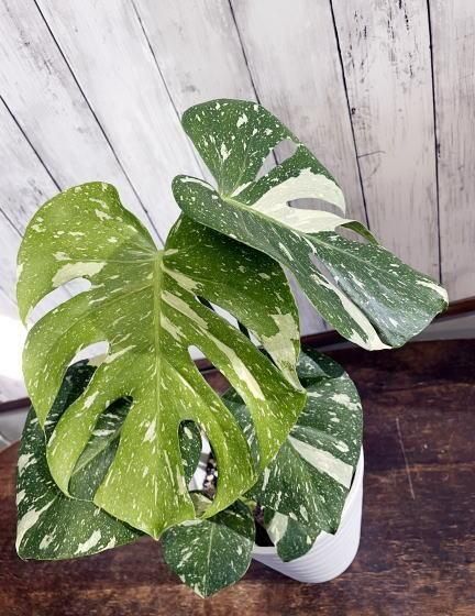 斑入りモンステラ | タイコンステレーション - 観葉植物・多肉植物の