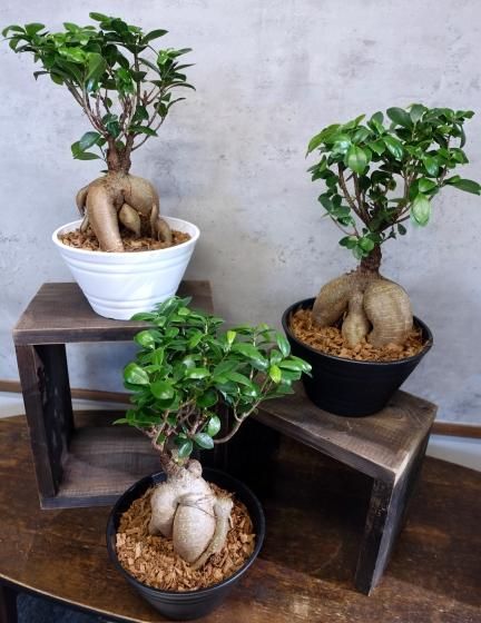 ガジュマル | 天使が宿る木 - 観葉植物専門店cocoha（ココハ）｜観葉