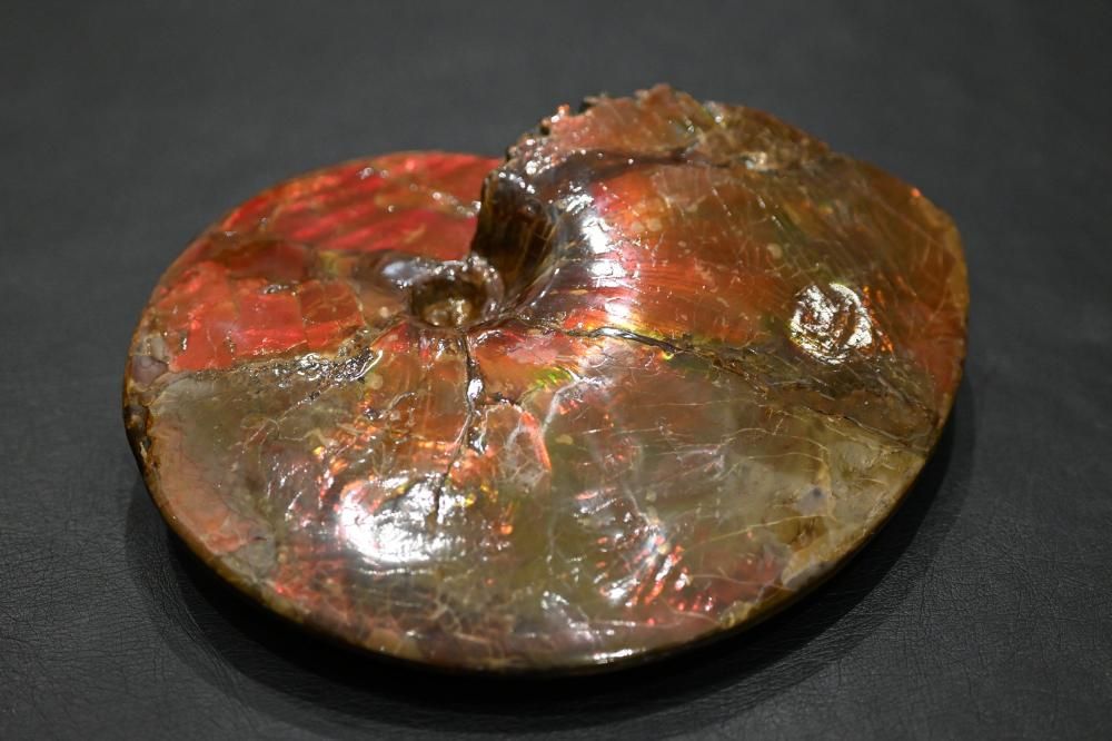 アンモライト（ammolite）