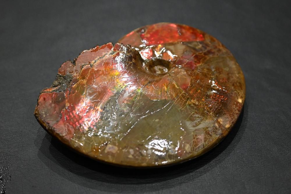 アンモライト（ammolite）