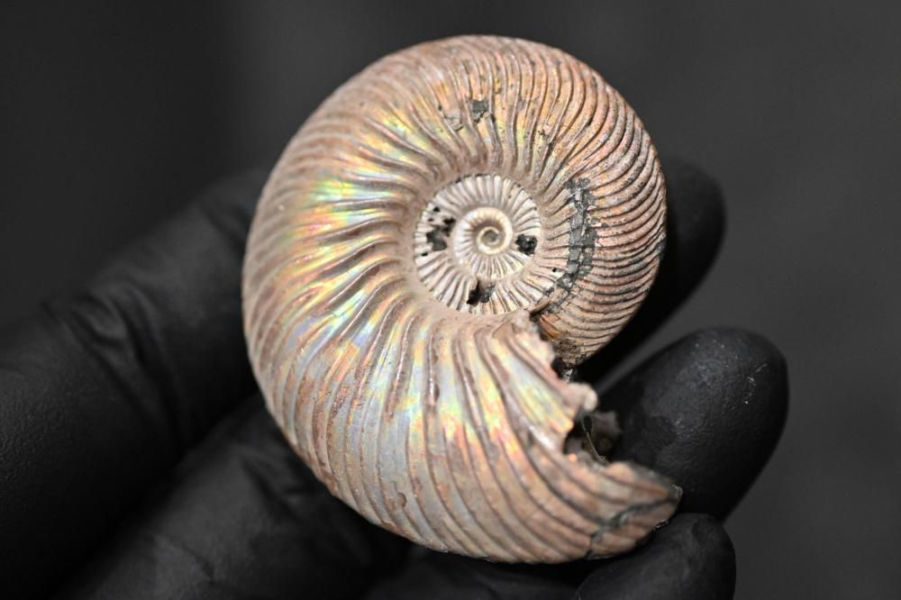 クエンスッテッドセラス（Quenstedtoceras)