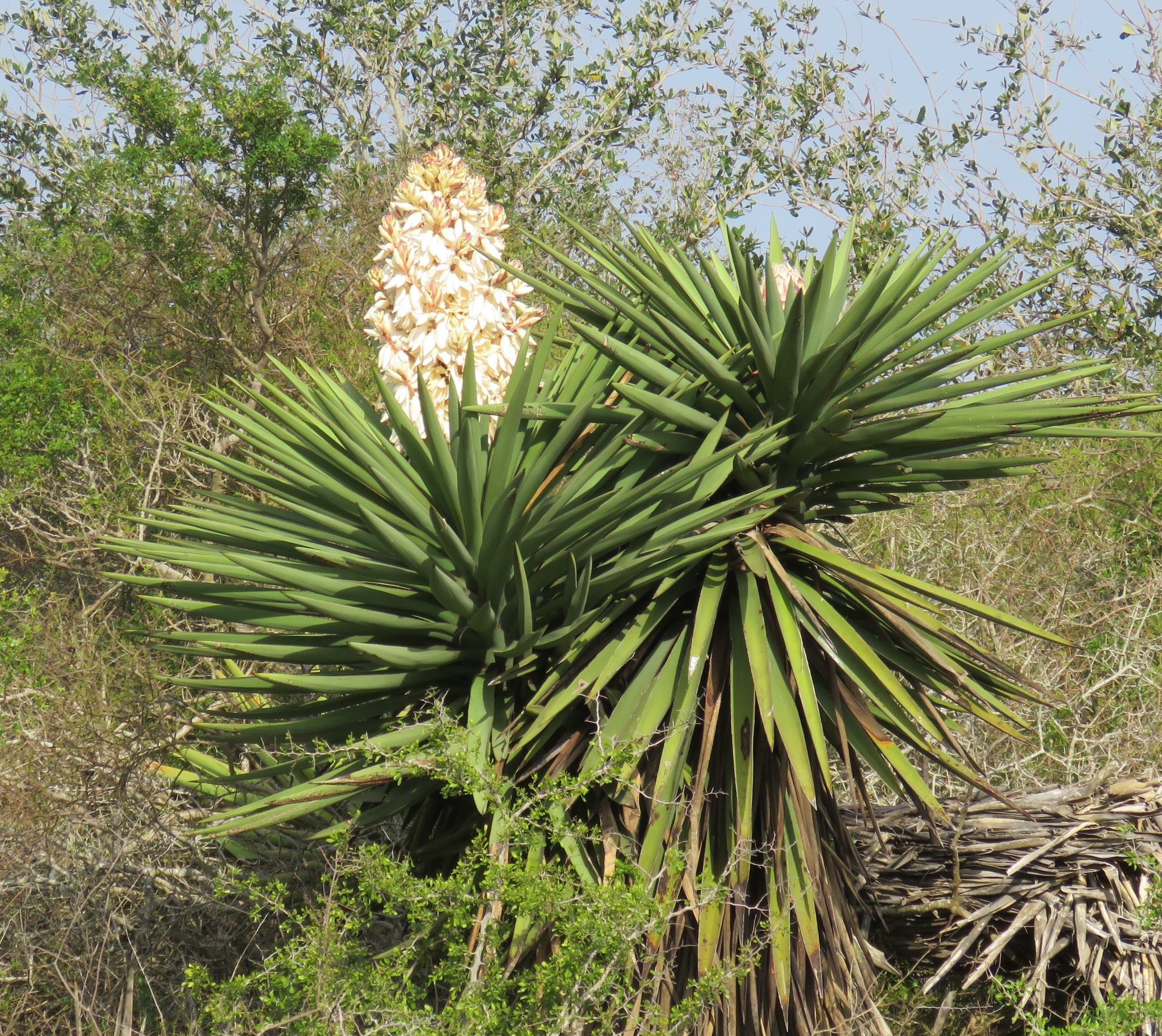 Yuccas (Genus Yucca) · iNaturalist
