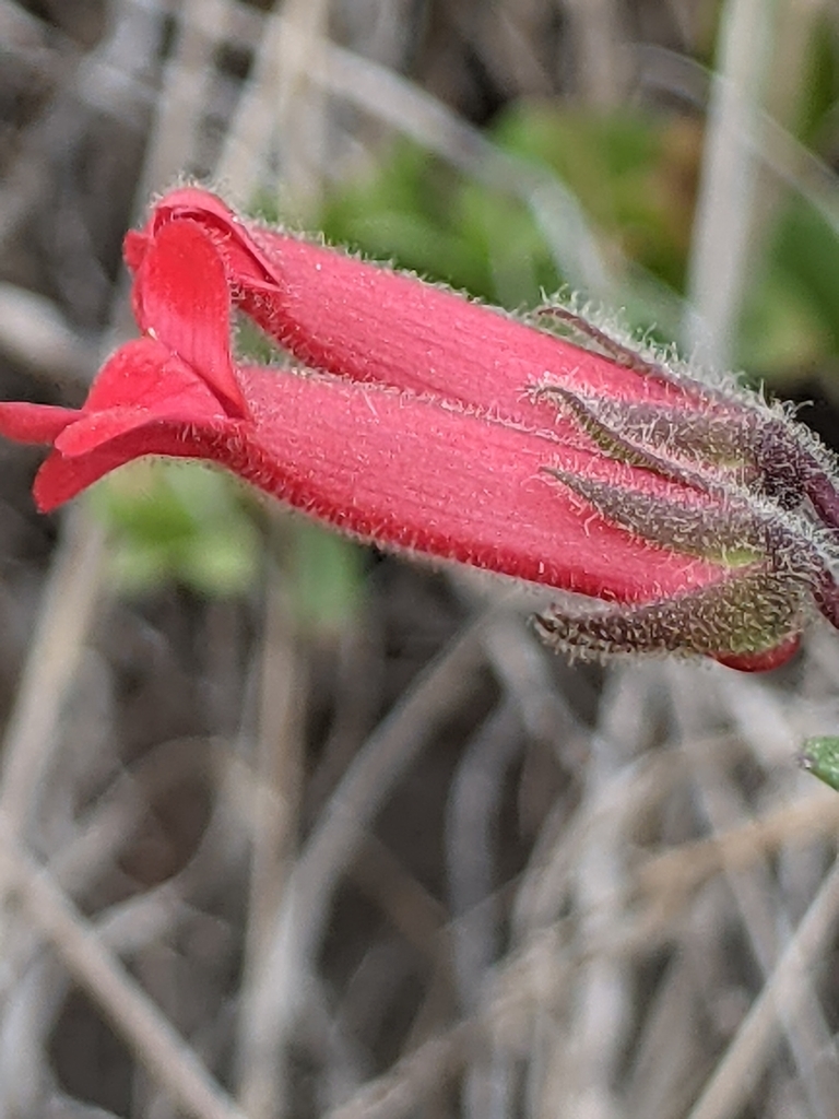 Island Bush Snapdragon (Gambelia speciosa) · iNaturalist