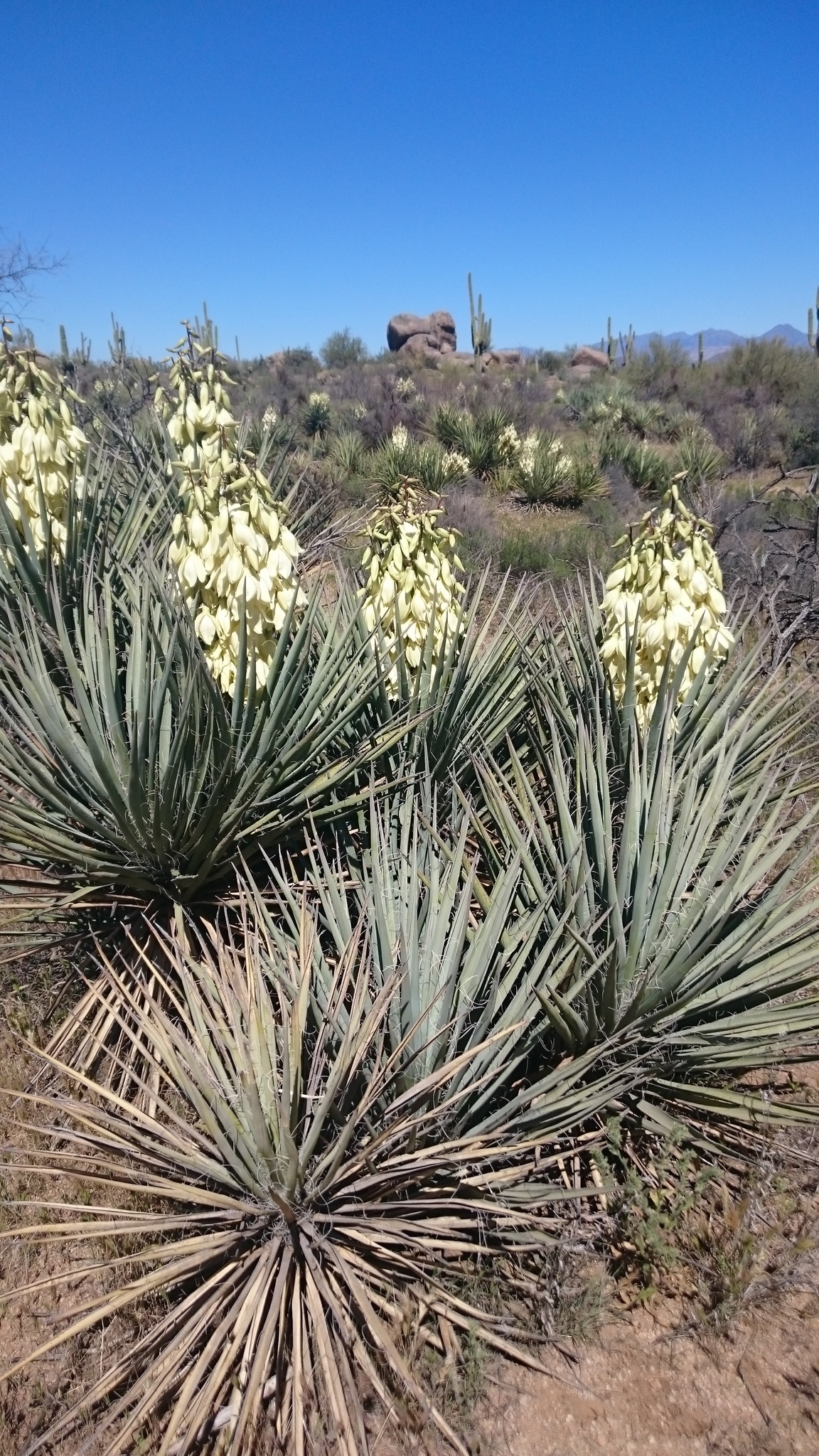 Yuccas (Genus Yucca) · iNaturalist