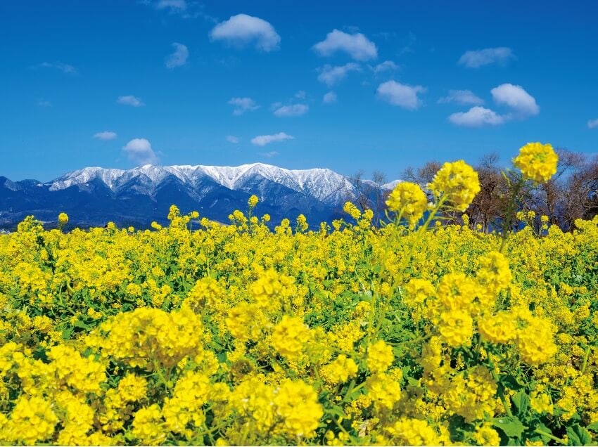 絶景！】滋賀県守山市（もりやまし）、雪の残る比良山地と鮮やかな