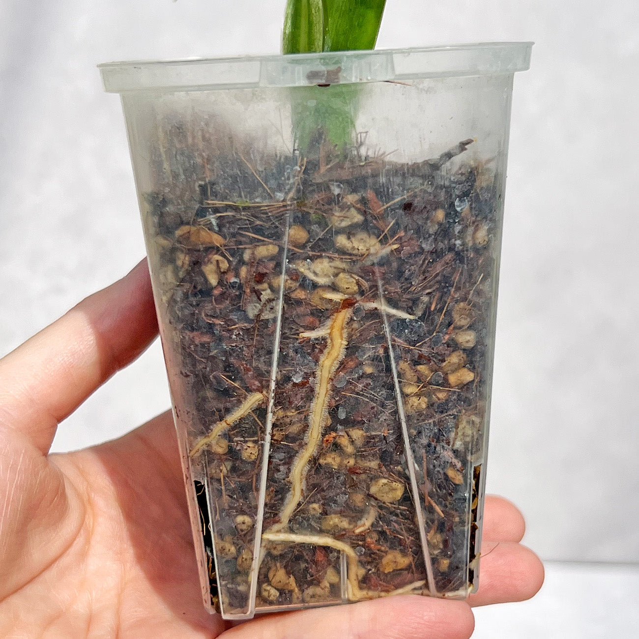 一点もの】Philodendron Silver Sword Variegata フィロデンドロン