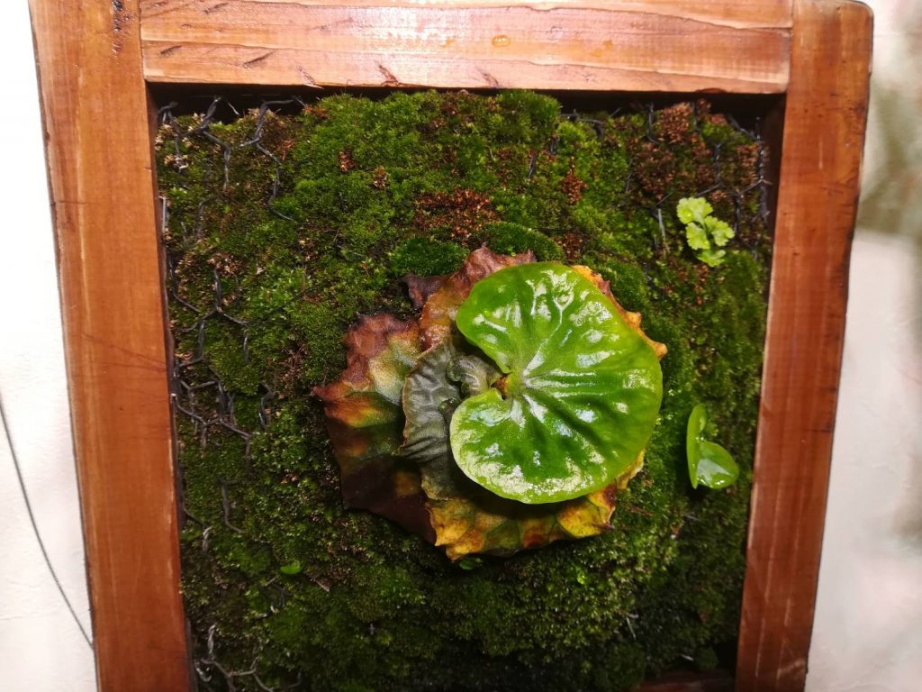 マダガスカリエンセの委縮の原因は暑さだった！≪半年目の記録≫