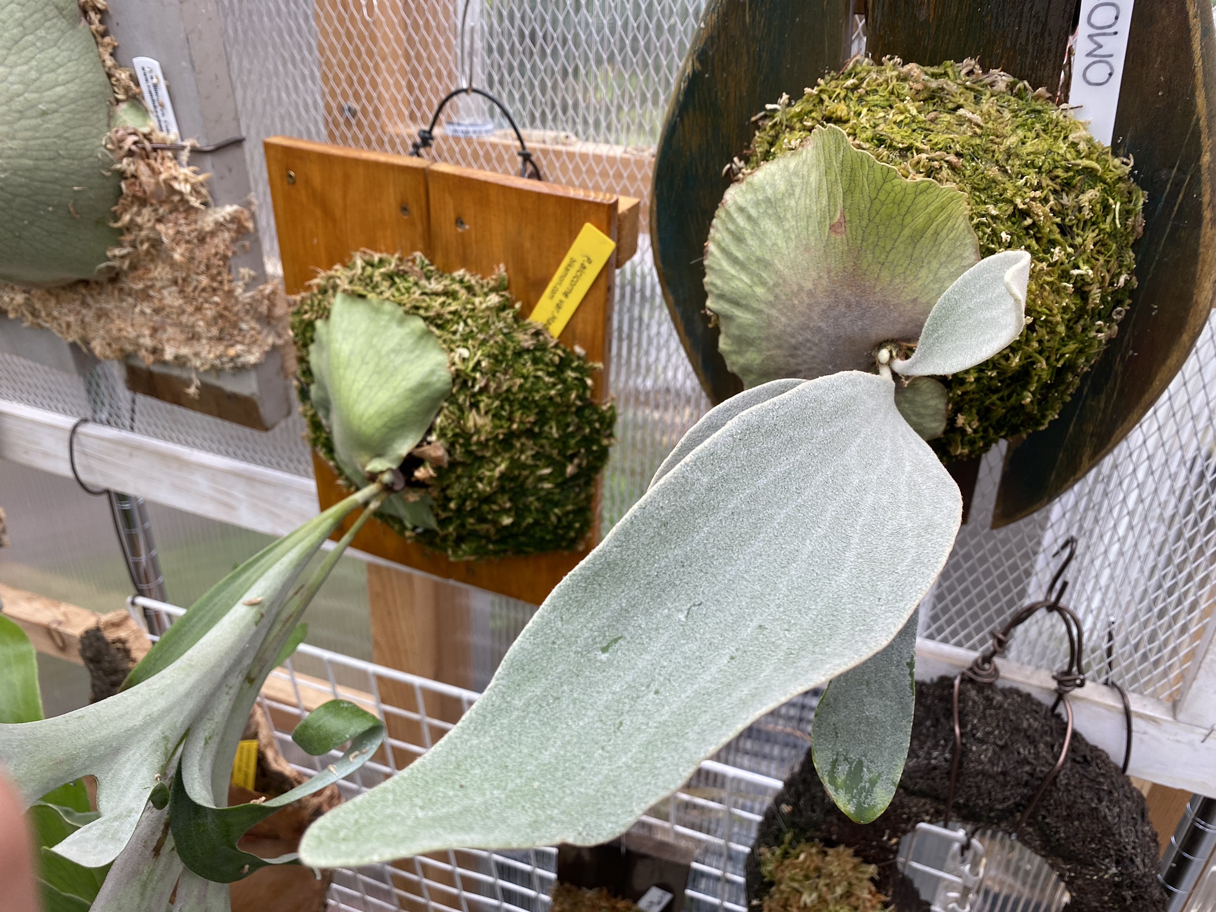 P.OMOの成長記録。胞子葉から目が離せない。