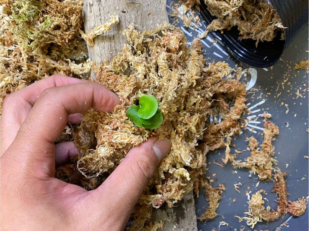 無謀】ビカクシダの胞子培養株を板付にしてみました。