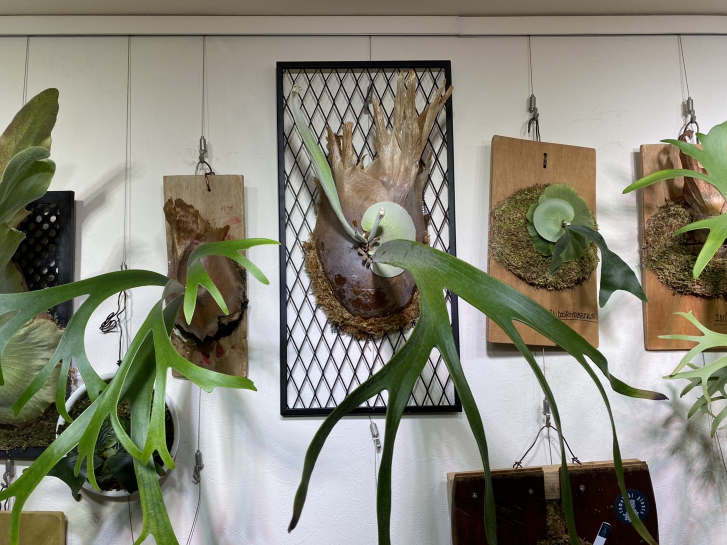 ビカクシダを網付けにするメリット。