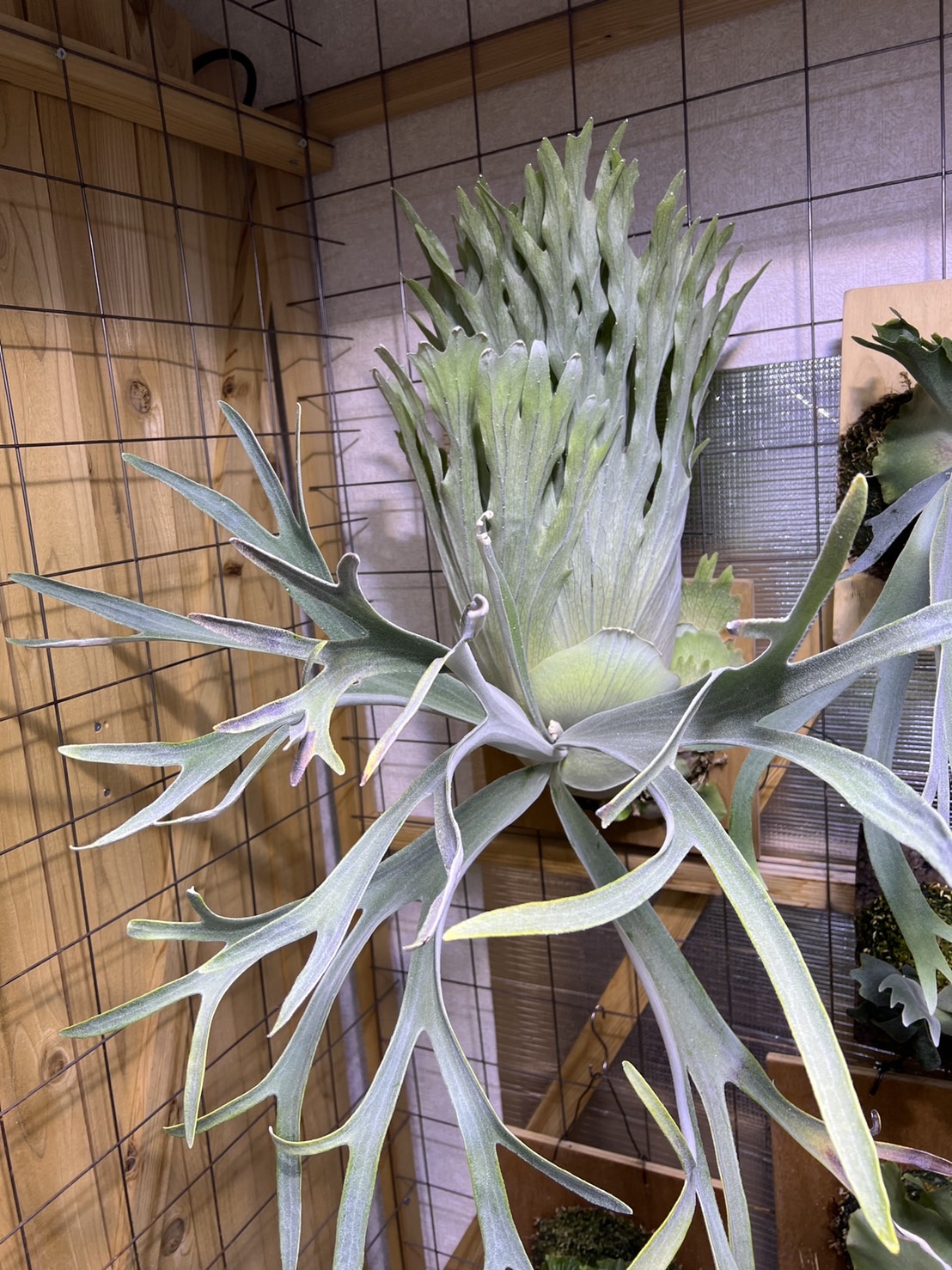 P.veitchii wild×willinckiiの貯水葉に見惚れる