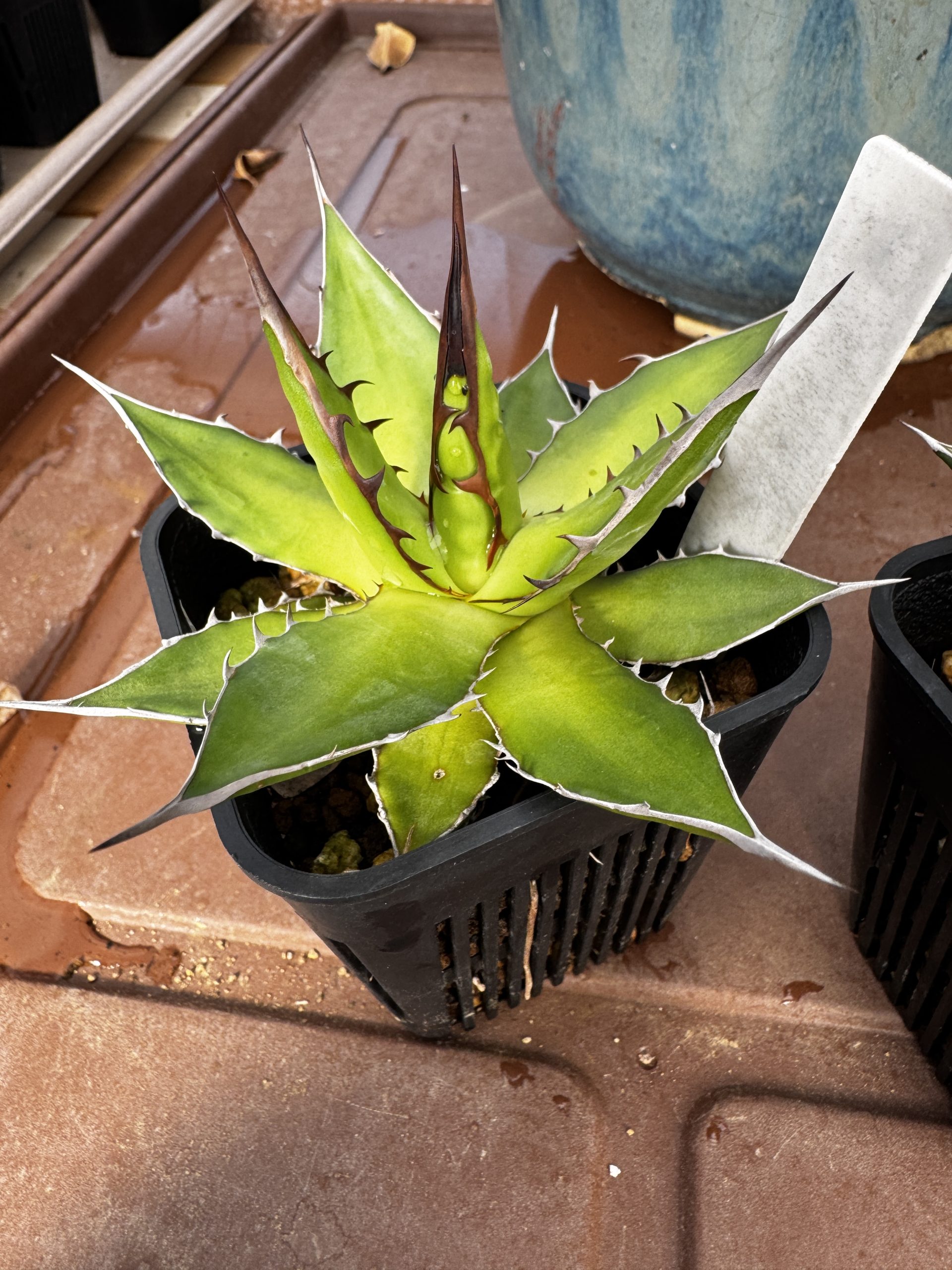 アガベ・ホリダ実生の個体差。