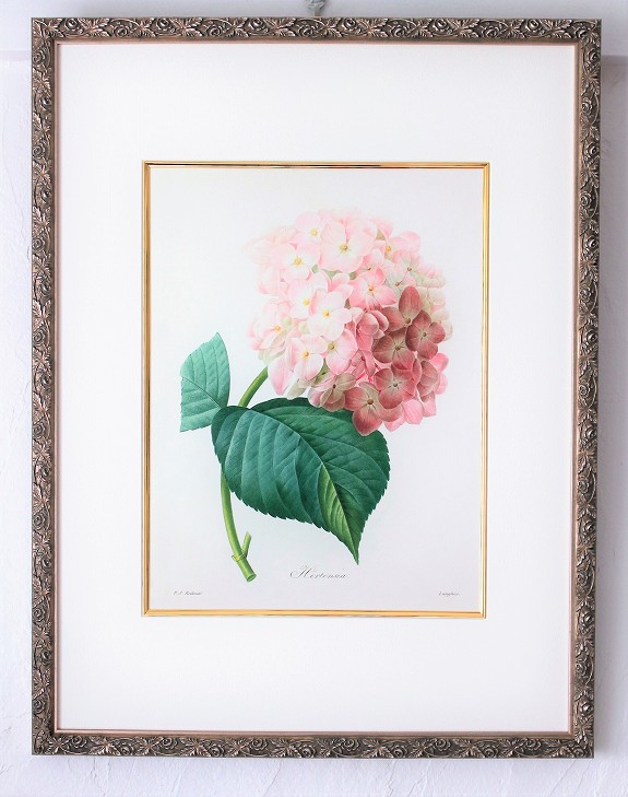 ピエール・ジョセフ・ルドゥーテの描いた一輪の美しい紫陽花の花の複製