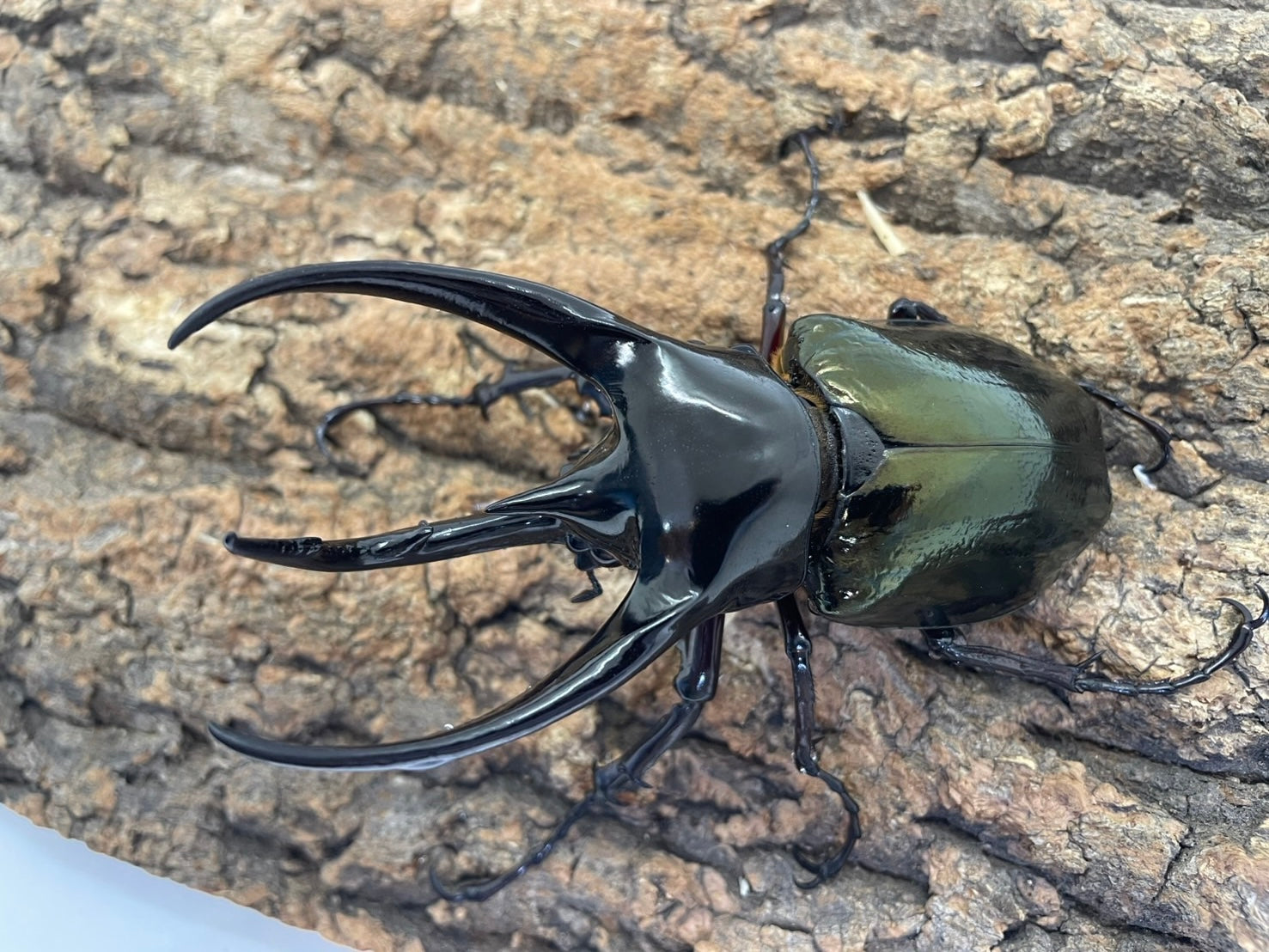 WD】コーカサスオオカブト(原名亜種） – INSECT SHOP KMY