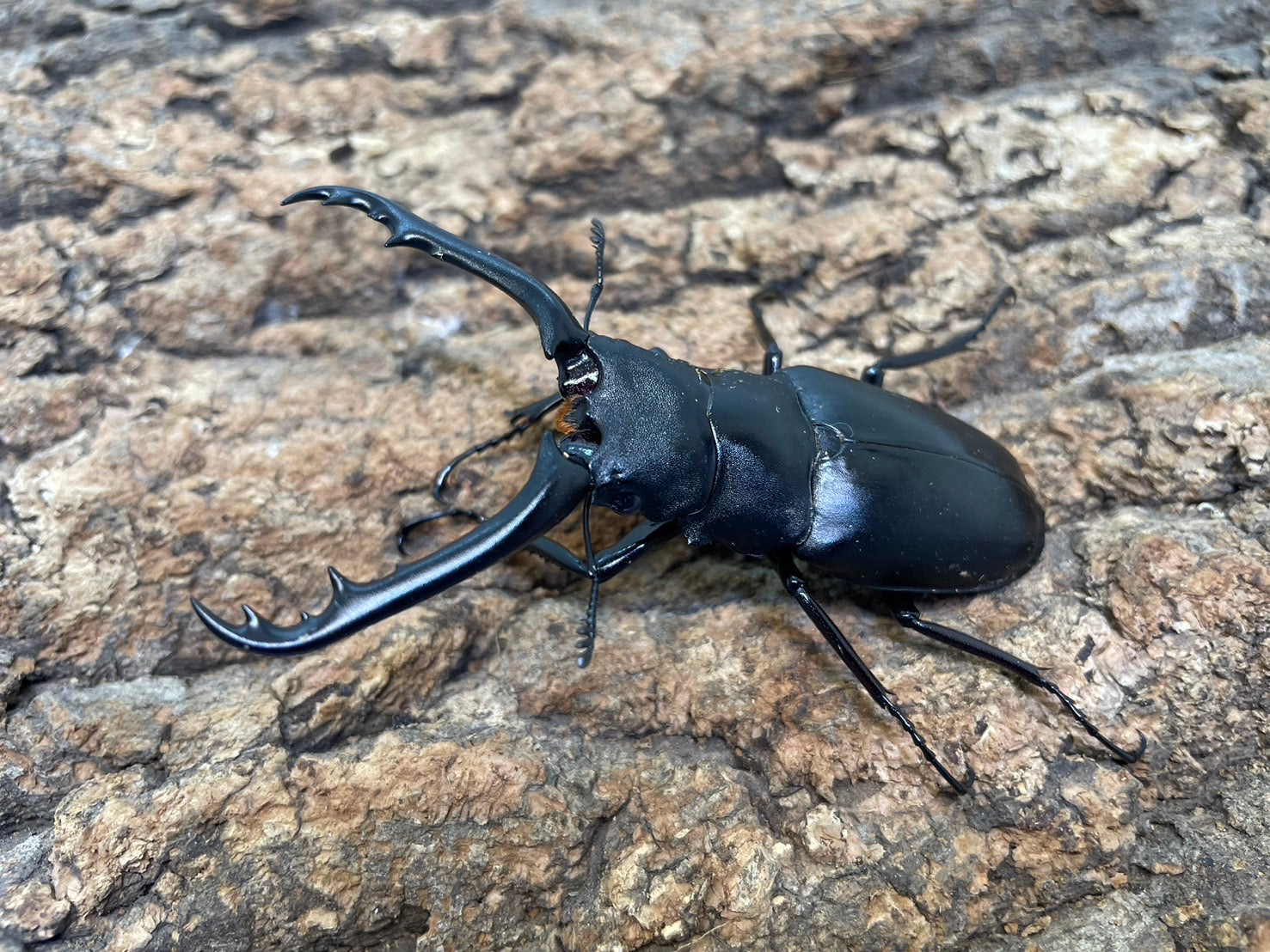 ギラファノコギリクワガタ – INSECT SHOP KMY