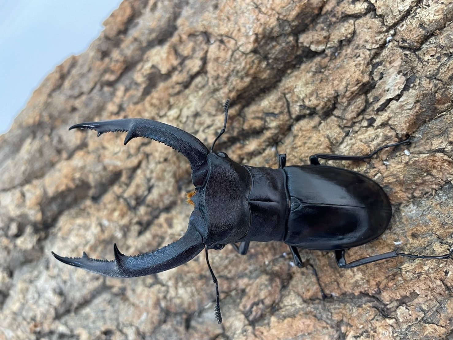 WD】マンディブラリスフタマタクワガタ – INSECT SHOP KMY