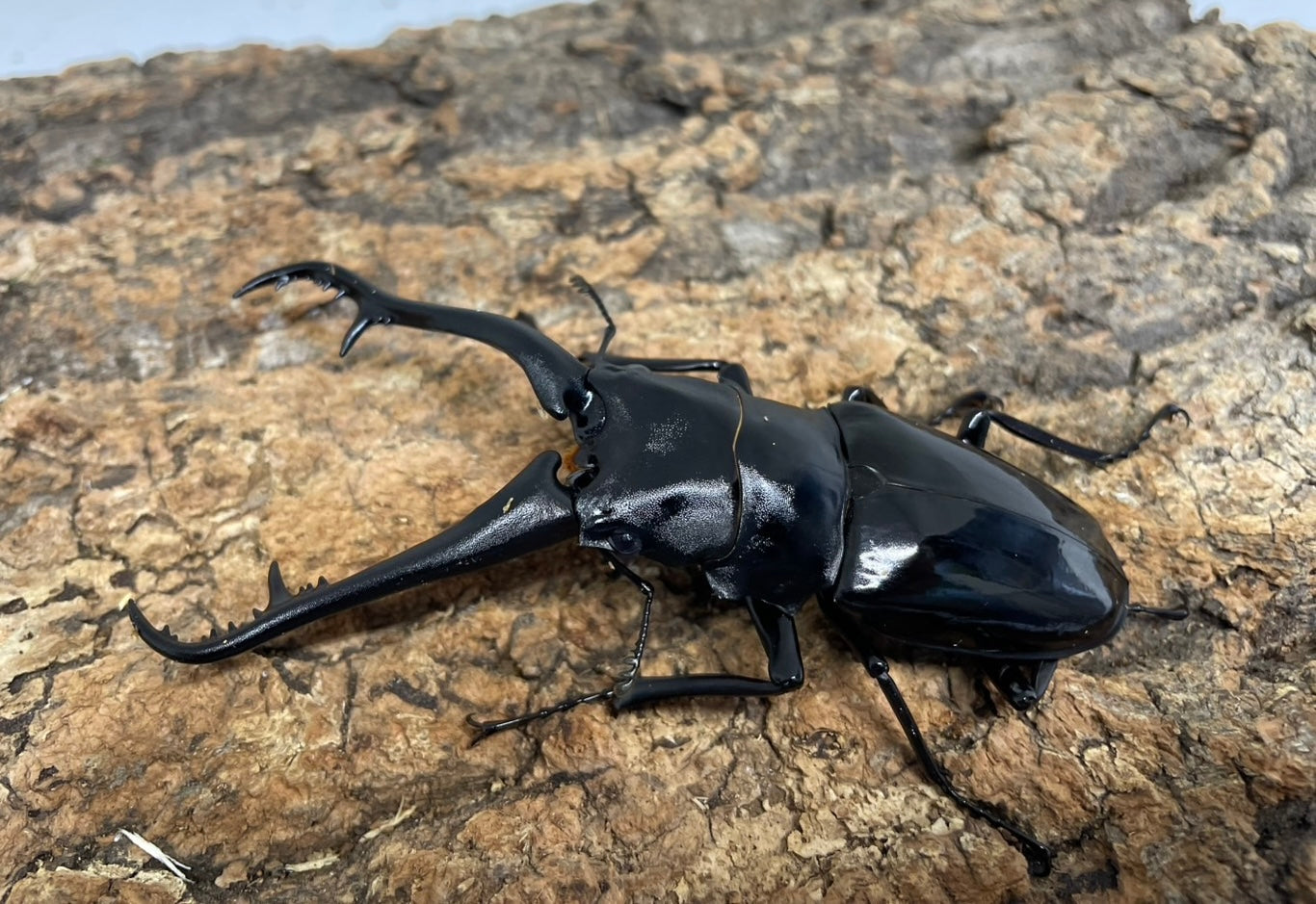 ギラファノコギリクワガタ亜種ダイスケ – INSECT SHOP KMY