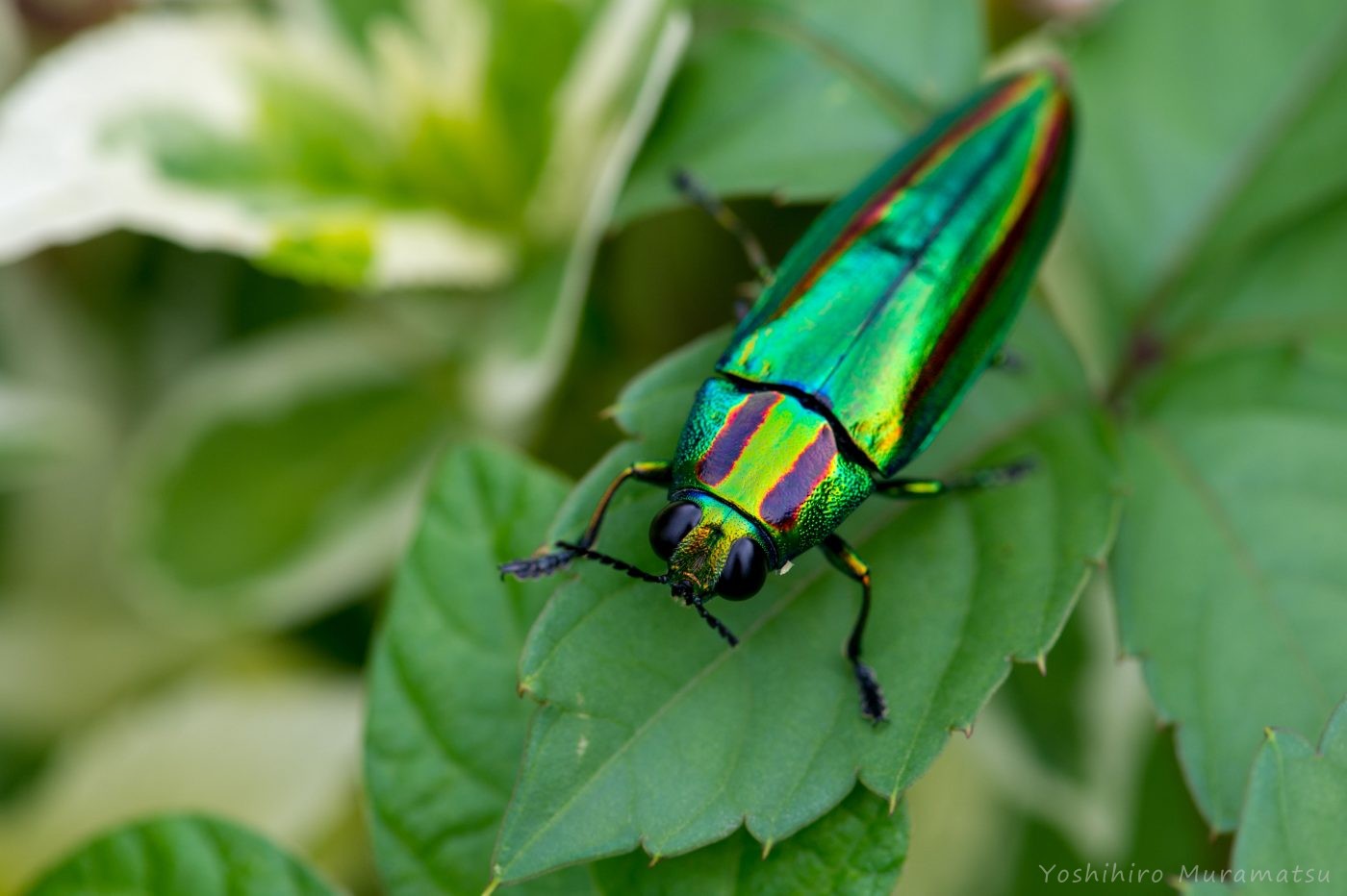 ヤマトタマムシ～宝石の煌めきを持つ昆虫～ | 虫の写真と生態なら昆虫
