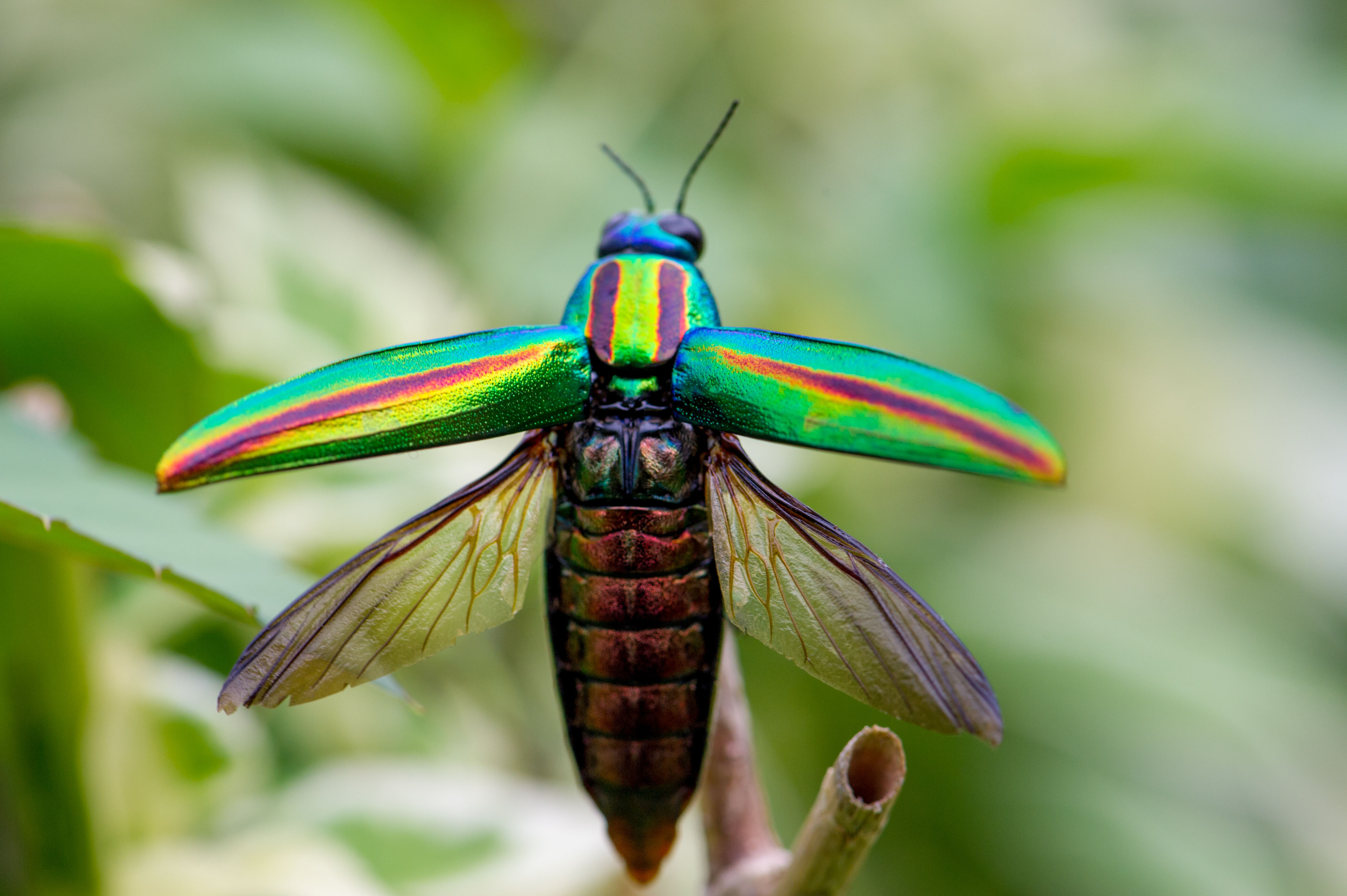 ヤマトタマムシ～宝石の煌めきを持つ昆虫～ | 虫の写真と生態なら昆虫
